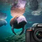 NIKON D5600 – 24.2MP, TOUCHSCREEN, 1080/60P, WI-FI/BLUETOOTH